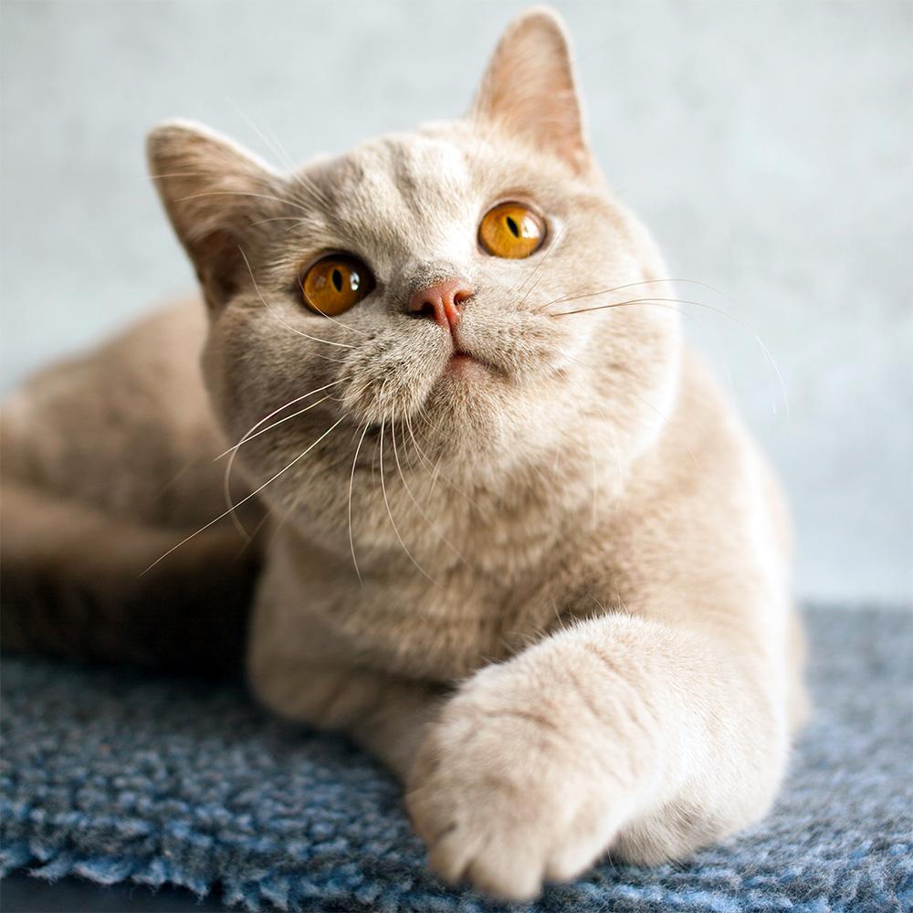 5 Cream-Colored Cat Breeds with Uncommon Coloring