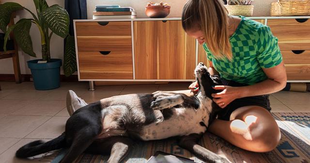 Fostering a Dog: How to Foster Dogs