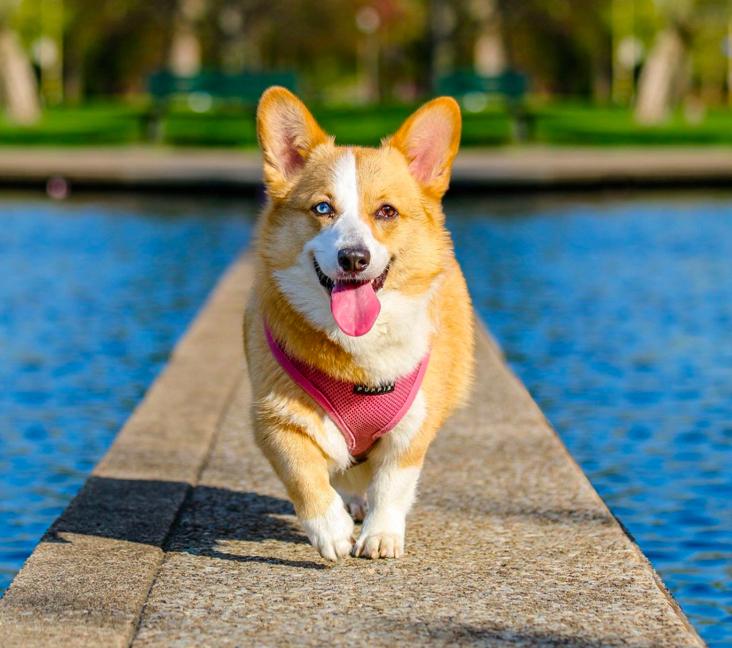 Where are Corgis from?