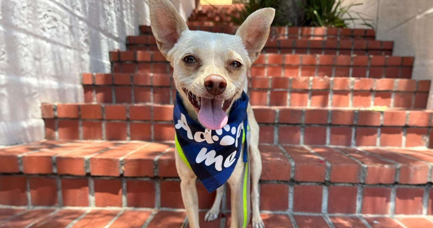 Let’s Find Homes for These 4 California Dogs