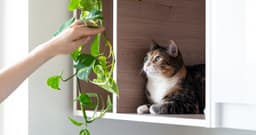 Adopting a Cat? Here’s How to Prepare Your Home for a New Kitty