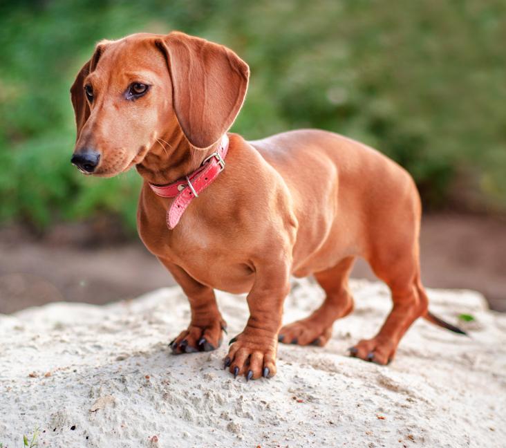 What do Dachshunds usually die from?