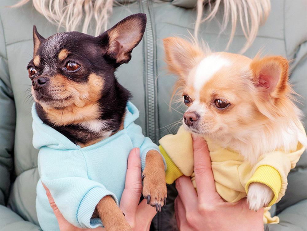 Apple Head Chihuahua: Your Complete Guide—What Sets Them Apart from Deerheads