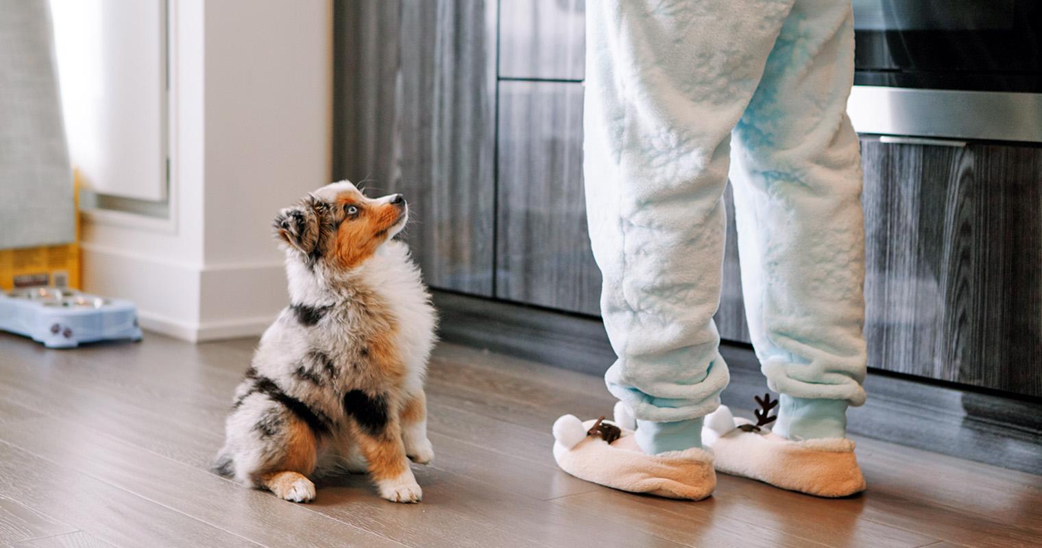 How to Create House Rules for Your New Puppy