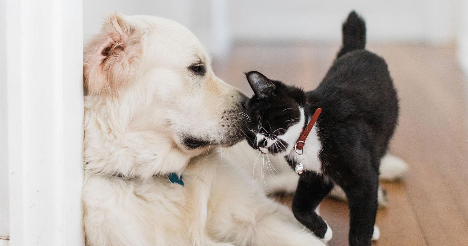 How to Introduce a Cat to a Dog? 6 Essential Steps