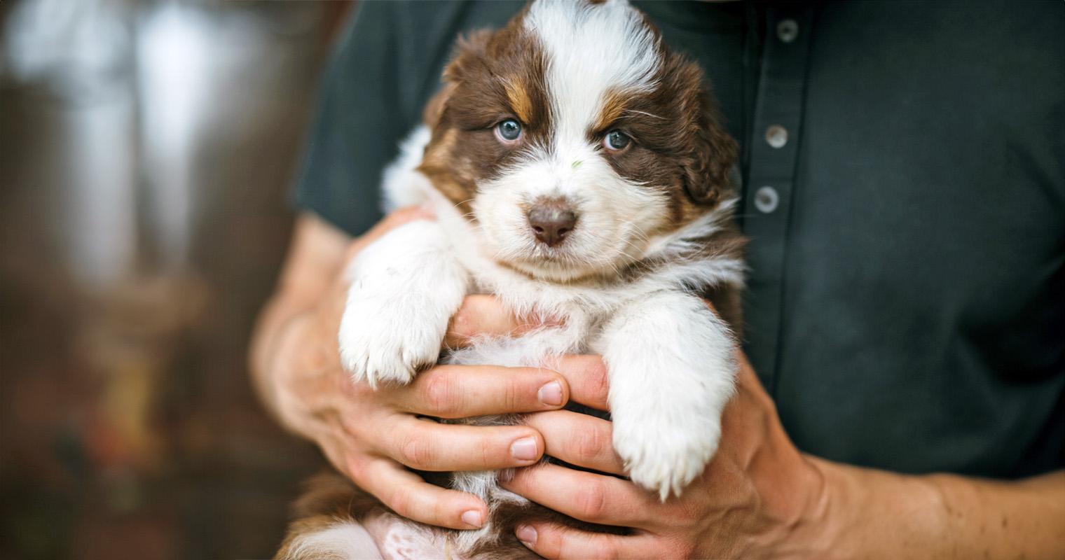 What to Do if Your New Puppy Has a Heart Murmur