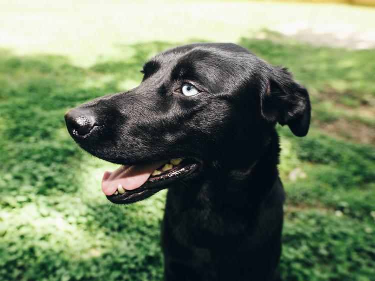 150+ Black Dog Names That Are Anything But Basic