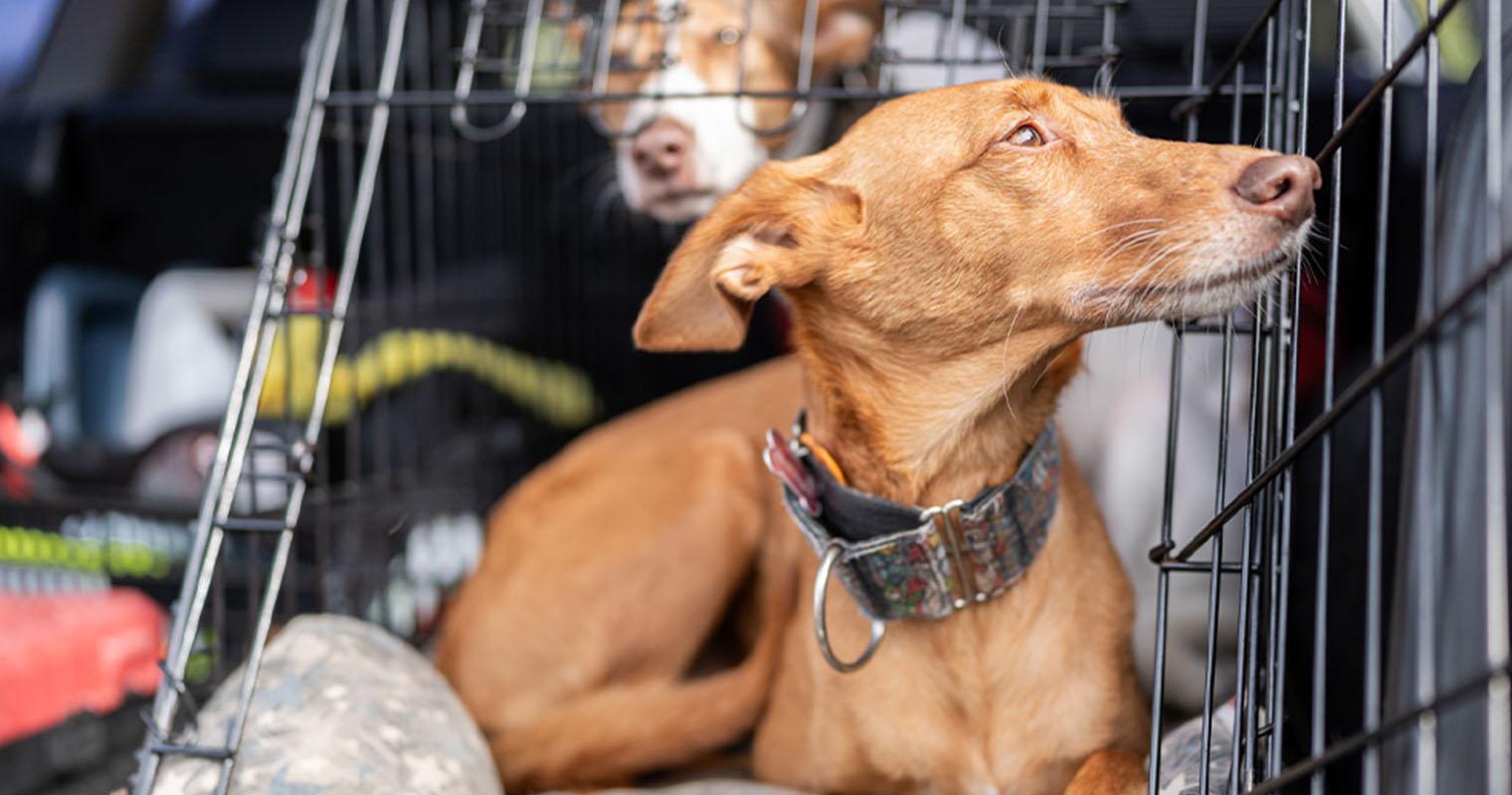 Pet Adoption Transport Services: Transporting Pets Across Country