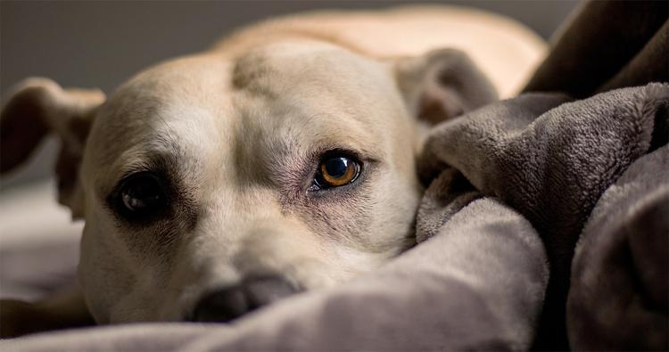 Why Does My Dog Cry At Night?