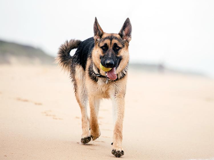 300+ of the Best German Shepherd Dog Names