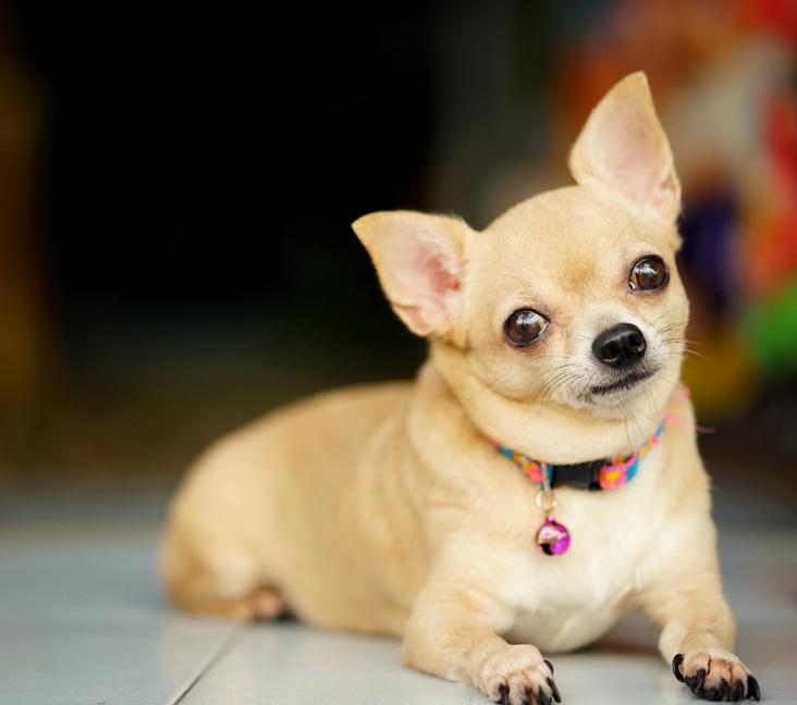 What colors do Chihuahuas come in?