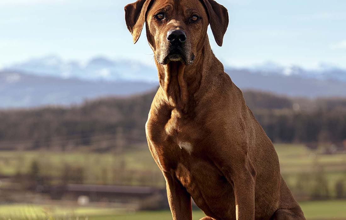 Rhodesian Ridgeback Breed Profile: Things to Know Before Adopting a ...