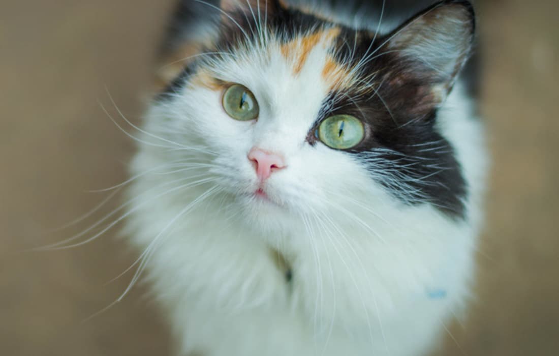 Calico Breed Profile: Things to Know Before Adopting a Calico