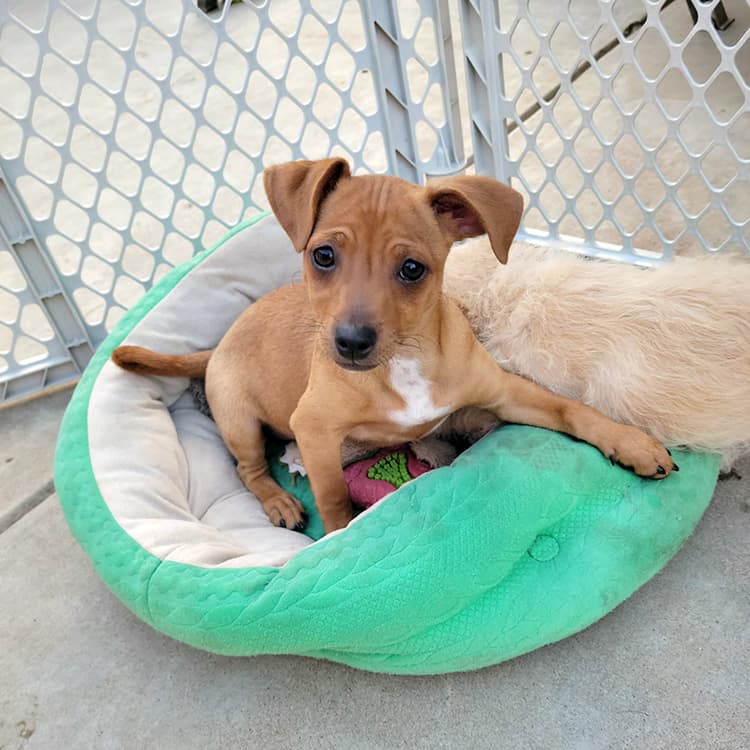 Small Dog Rescues: How Small Breed Rescues Save the Day