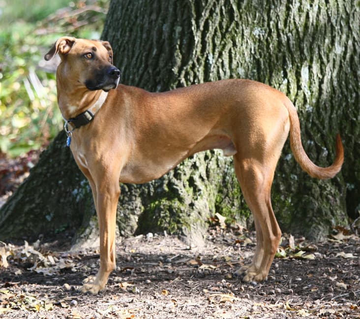 Rhodesian Ridgeback Adoption: Rhodesian Ridgeback Puppy For Sale and ...