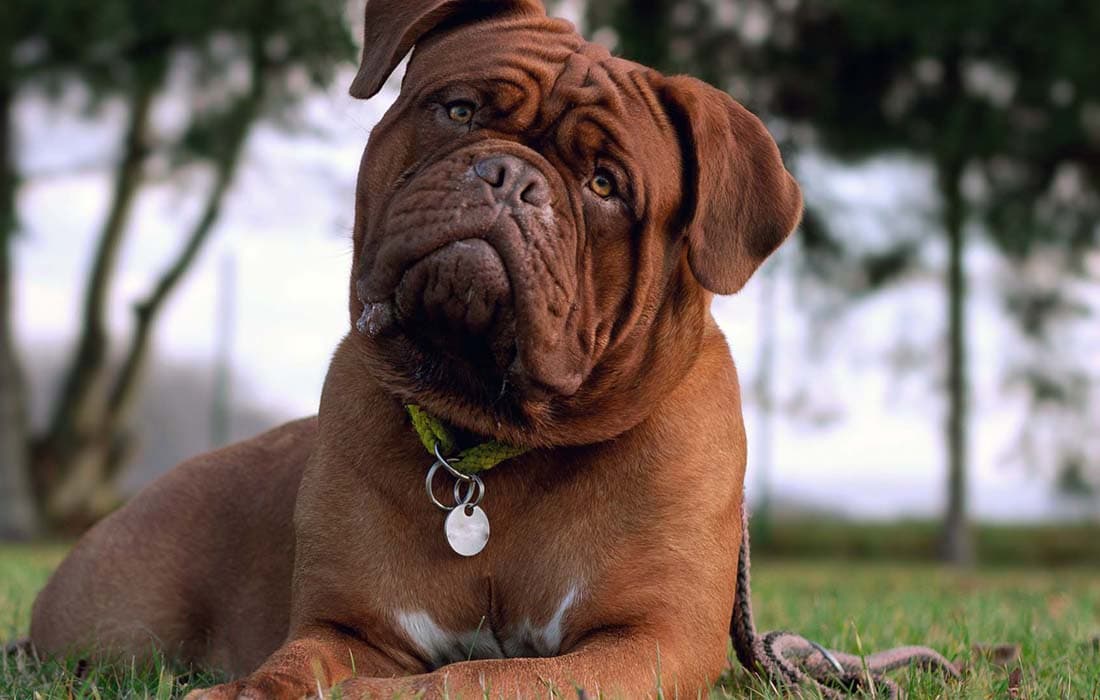 Whores in Bordeaux Call girl in Bordeaux